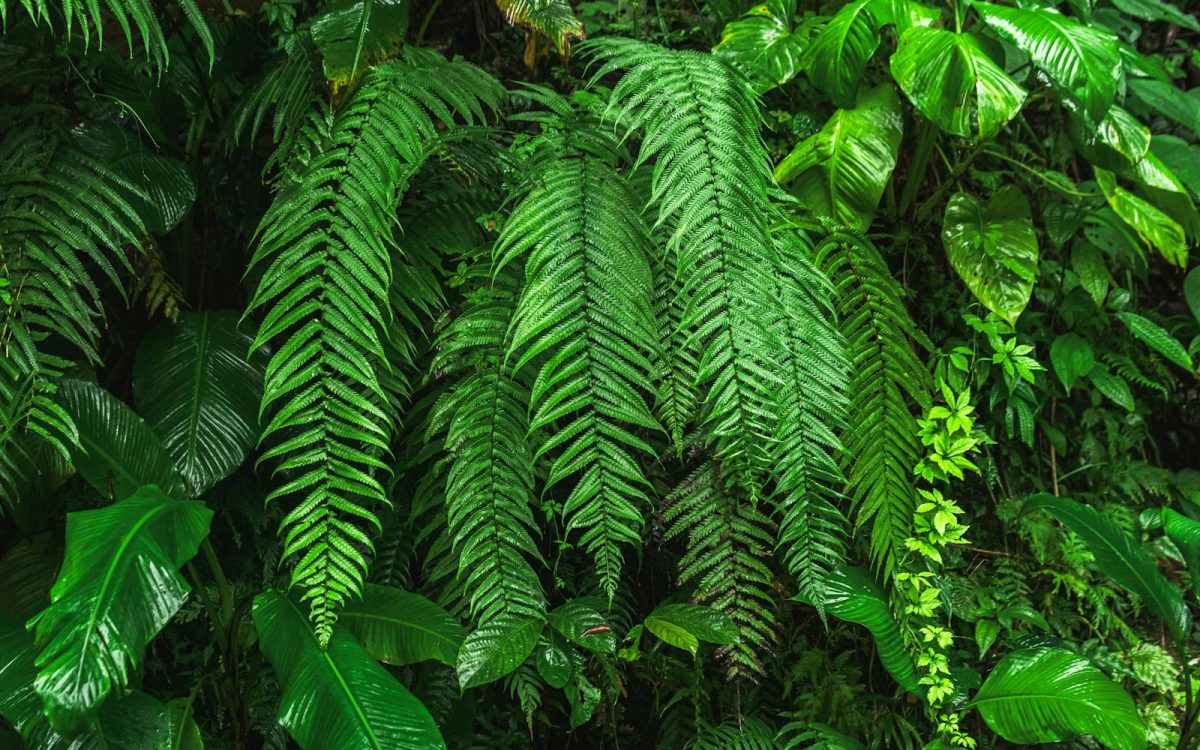 What Biodiversity Really Means, and Why It Matters