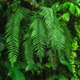 What Biodiversity Really Means, and Why It Matters