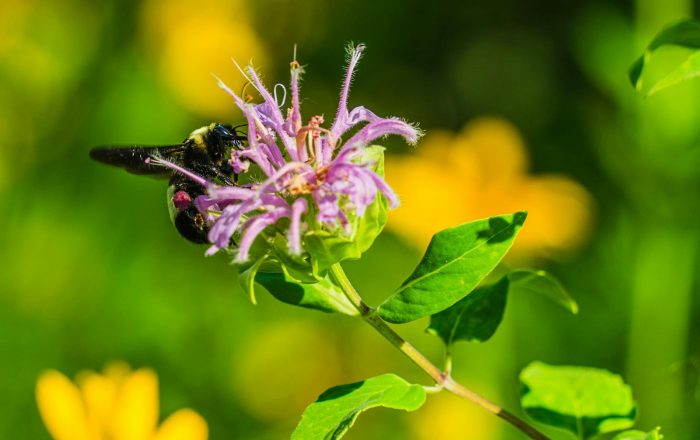 Why Native Plants Are the Best Thing for Backyard Wildlife