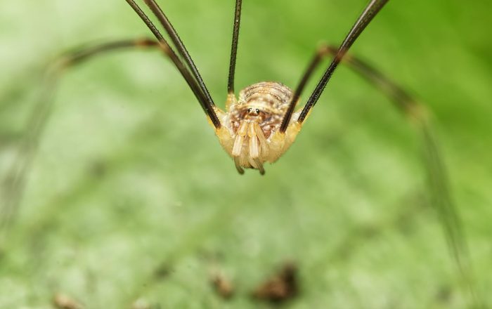 The Daddy Long Legs Myth, Finally Explained