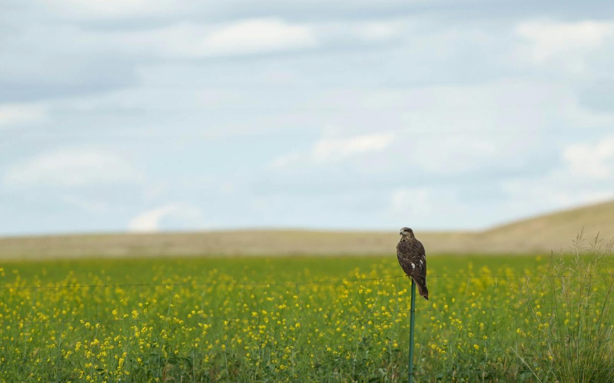 Predator and Prey: How the Balance Actually Works