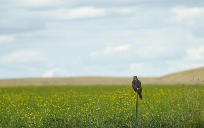 Predator and Prey: How the Balance Actually Works