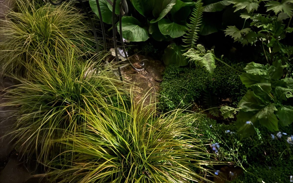 How to Make Your Yard Wildlife-Friendly in 10 Steps