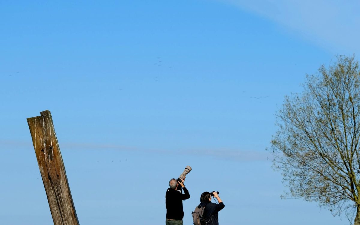 Slow Birding: How to Watch Birds Mindfully
