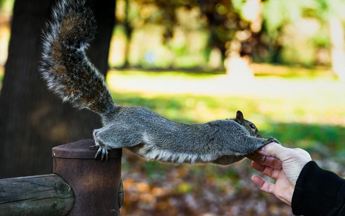 Should You Feed Wild Animals? Why the Answer Is Usually No
