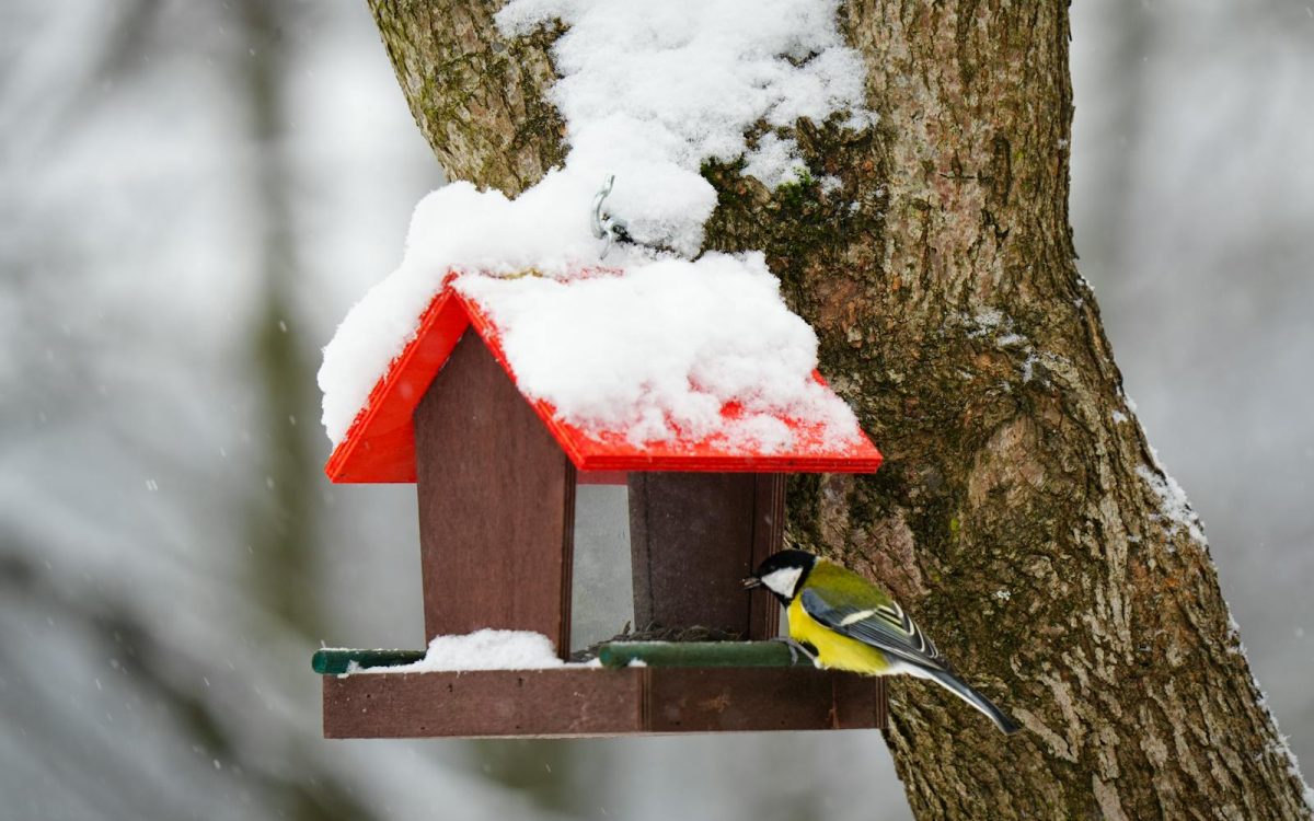 How to Help Backyard Wildlife Through Winter