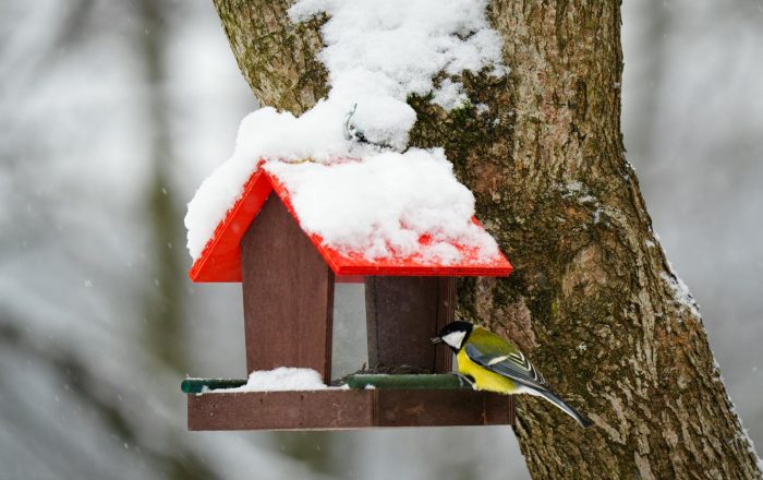 How to Help Backyard Wildlife Through Winter