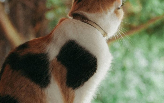 Cats and Wildlife: How to Keep Both Safe