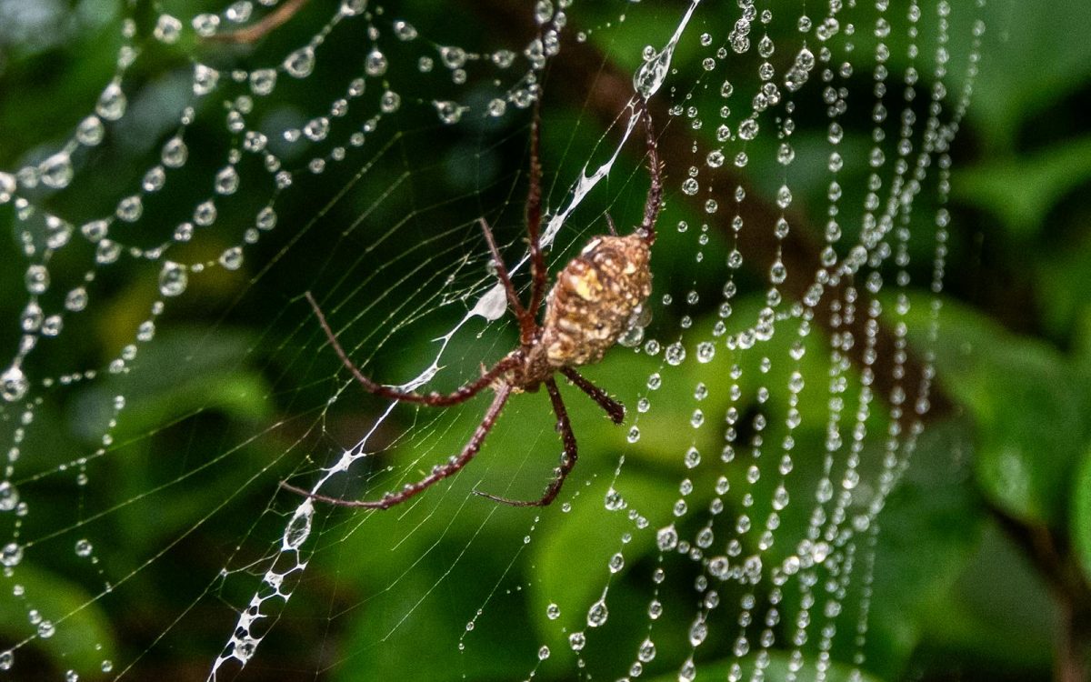 Spider Myths Debunked: What Is True and What Is Not