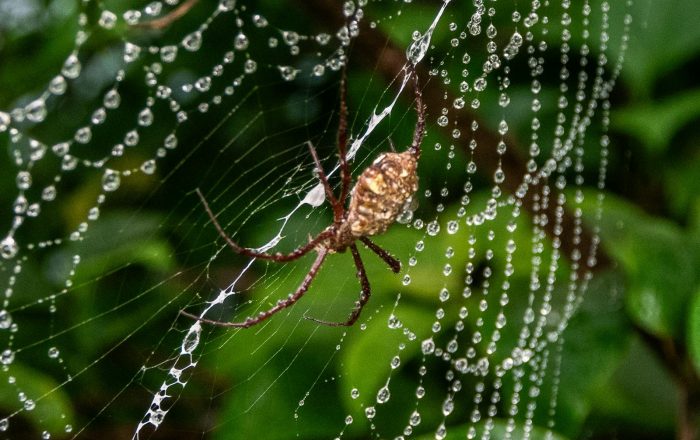 Spider Myths Debunked: What Is True and What Is Not