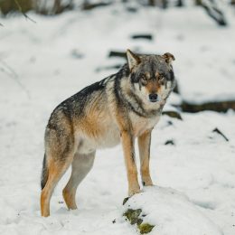 Apex Predators: What They Are and Why They Matter
