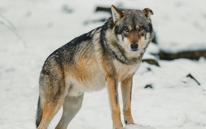 Apex Predators: What They Are and Why They Matter