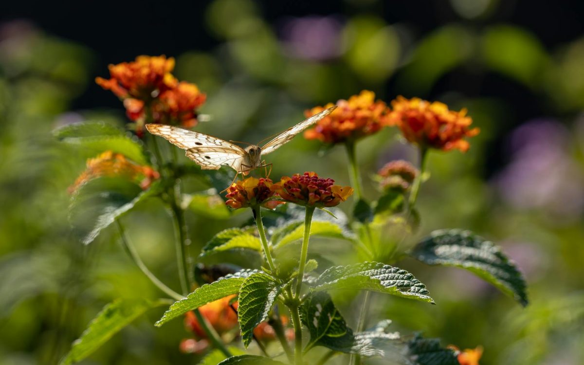 How to Attract Butterflies to Your Garden