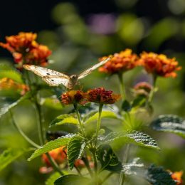 How to Attract Butterflies to Your Garden