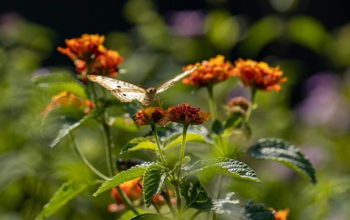 How to Attract Butterflies to Your Garden