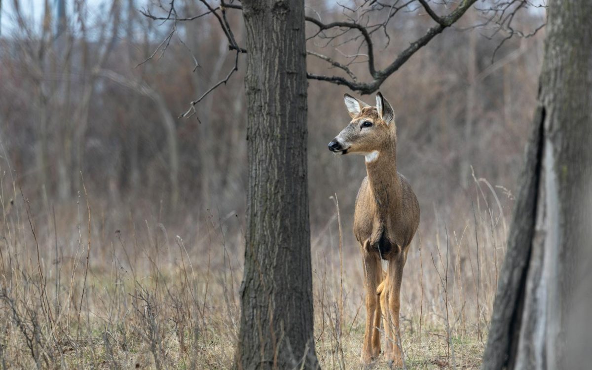 How Wild Animals Choose Where to Live