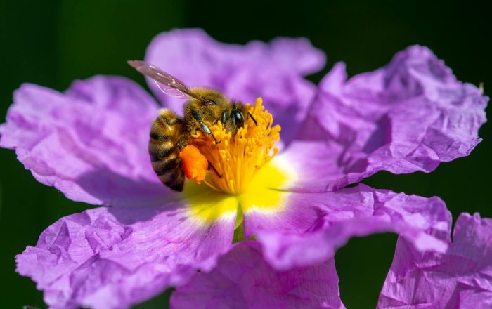 Why Pollinators Need Protecting, and How You Can Help