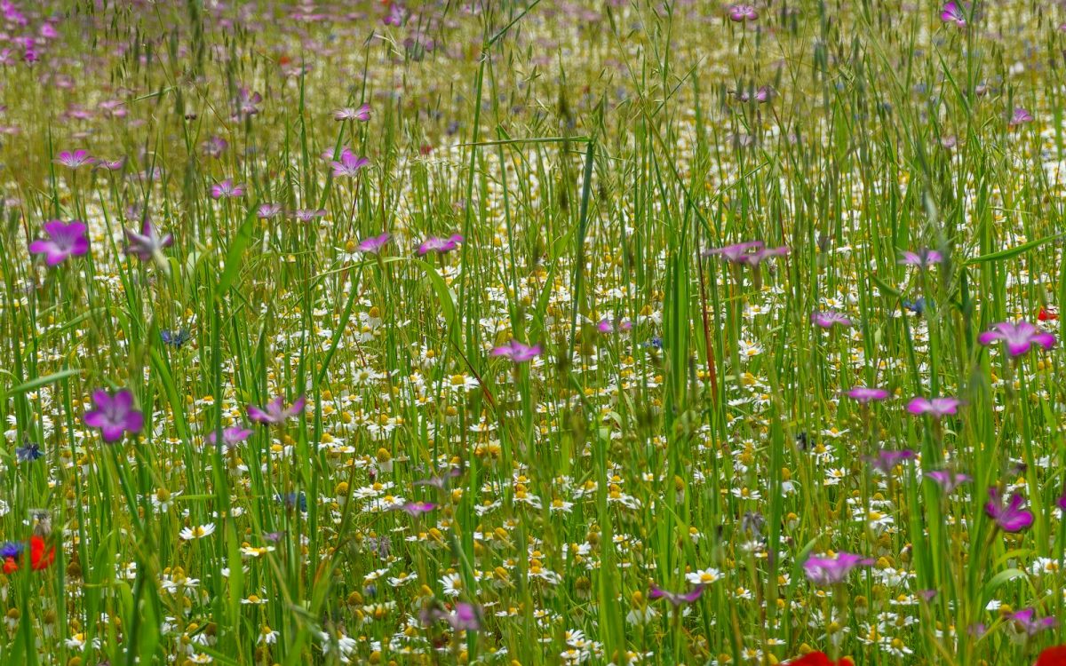 Rewilding Explained: Letting Nature Lead the Recovery