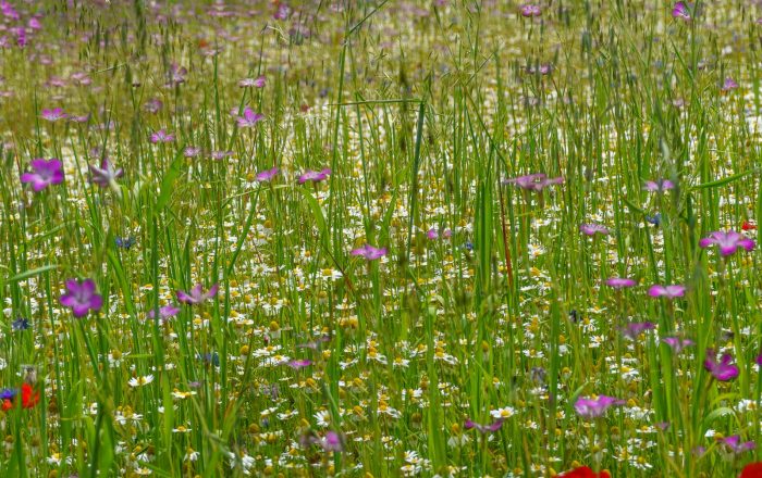 Rewilding Explained: Letting Nature Lead the Recovery