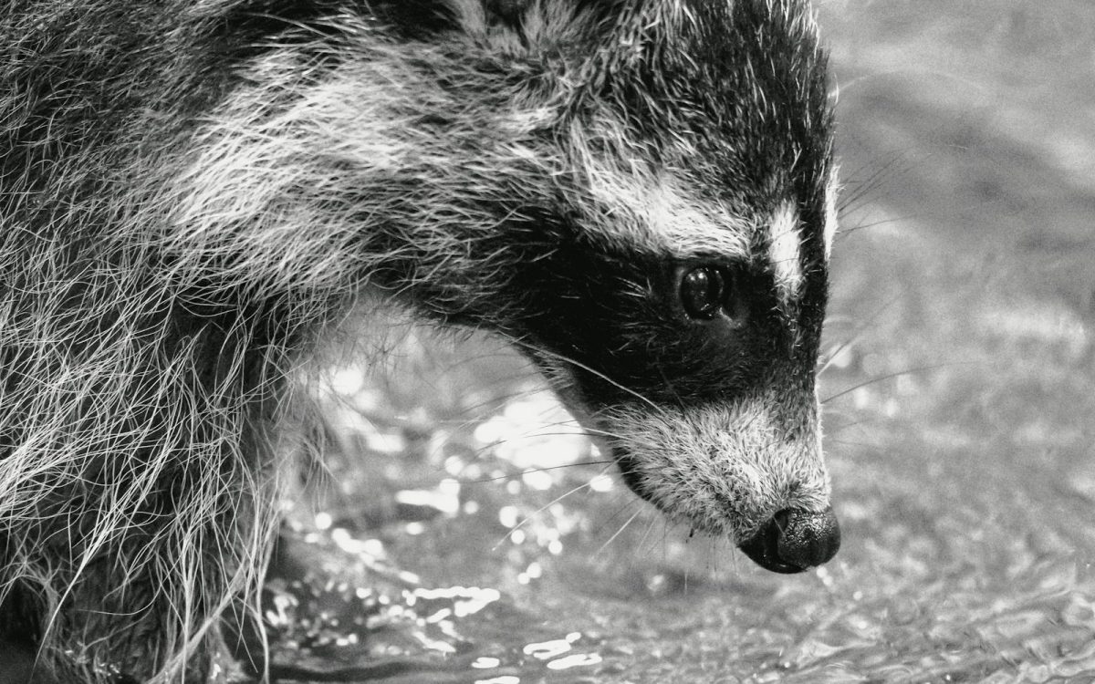 Why Raccoons Wash Their Food, and It Is Not What You Think