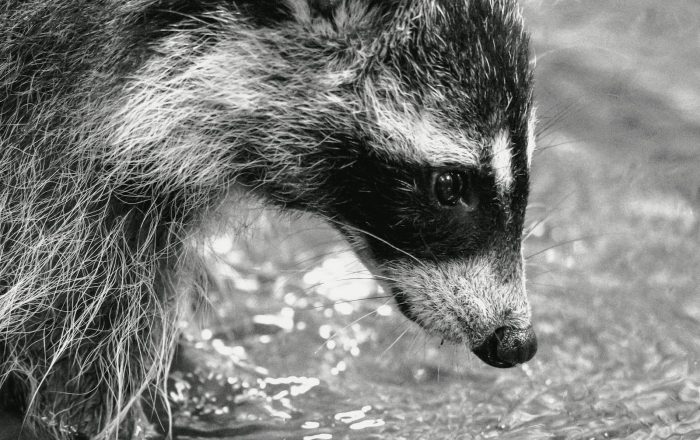 Why Raccoons Wash Their Food, and It Is Not What You Think