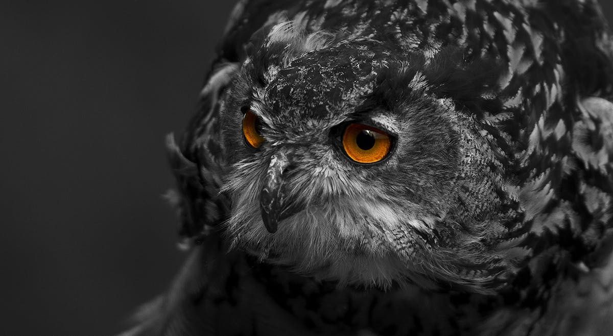 Owl Myths and Facts, Beyond the Head-Turning