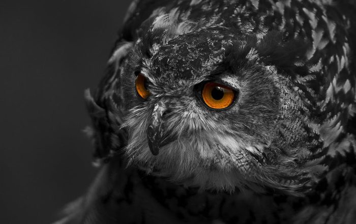 Owl Myths and Facts, Beyond the Head-Turning
