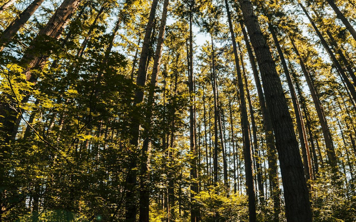 Forest Bathing: What It Is and How to Try It