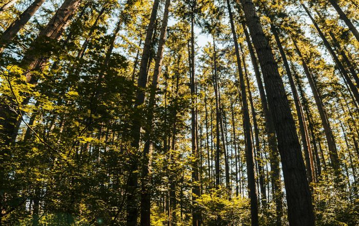 Forest Bathing: What It Is and How to Try It