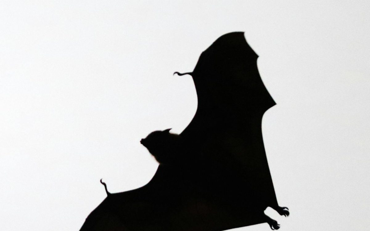 Bats: 8 Myths and the Surprising Facts