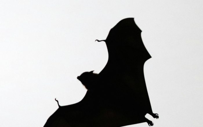 Bats: 8 Myths and the Surprising Facts