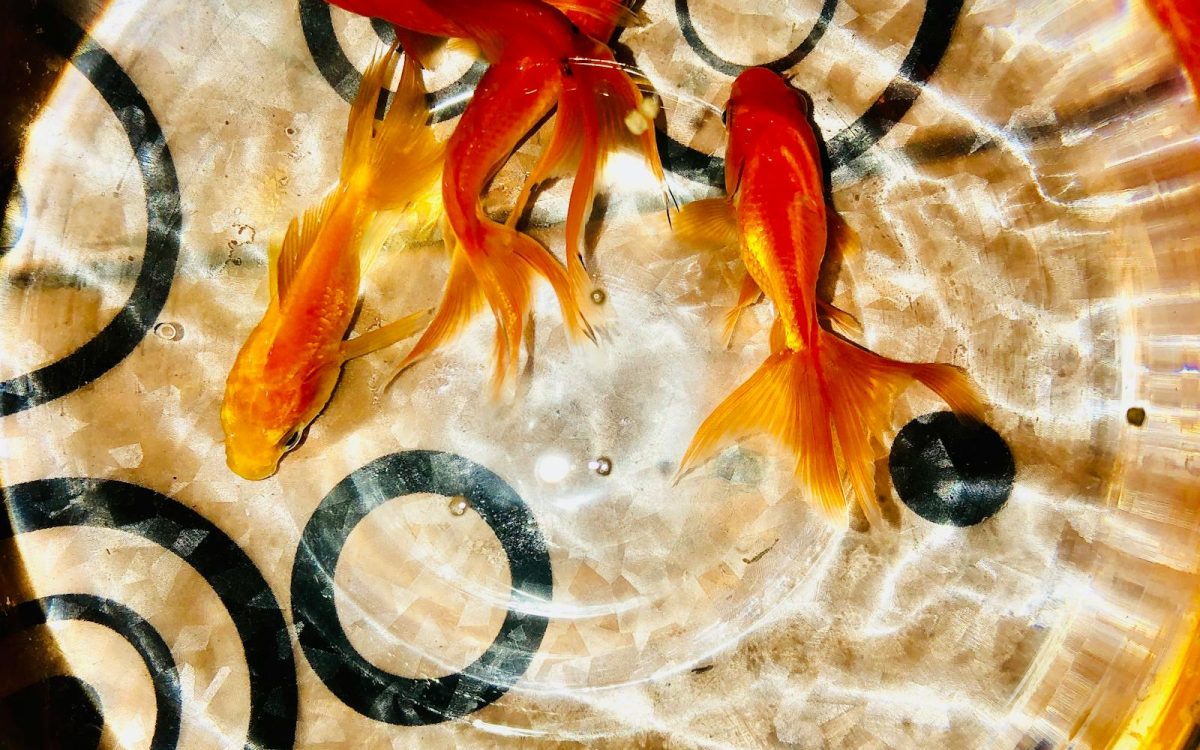 Do Goldfish Have a 3-Second Memory? Debunking a Classic