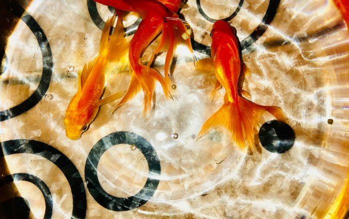 Do Goldfish Have a 3-Second Memory? Debunking a Classic