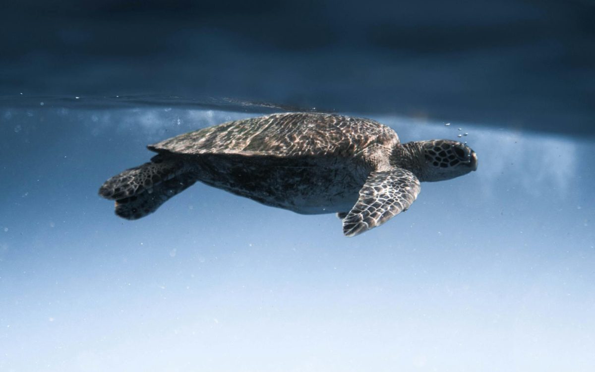 How Everyday People Can Help Endangered Species