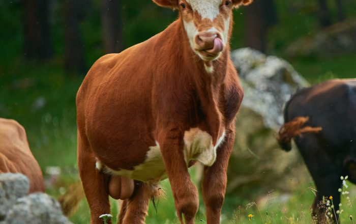 Do Bulls Really Hate the Color Red? The Facts