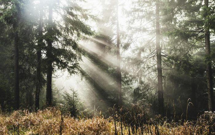 What Is an Ecosystem? A Beginner’s Guide to How Nature Connects