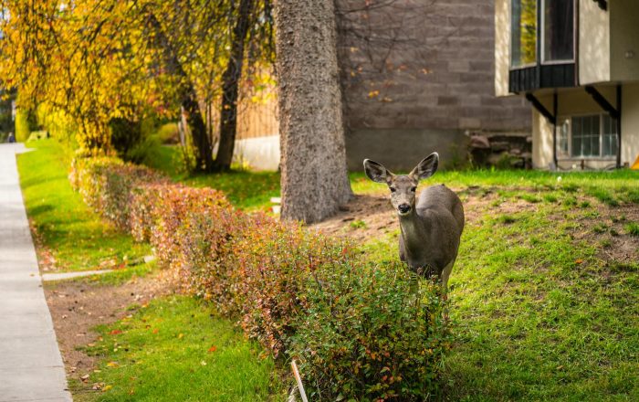 Deer in the Neighborhood: How to Coexist