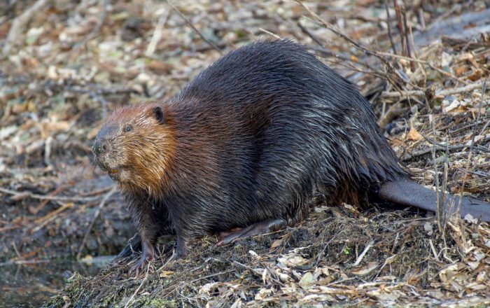 Keystone Species: The Animals That Hold Ecosystems Together