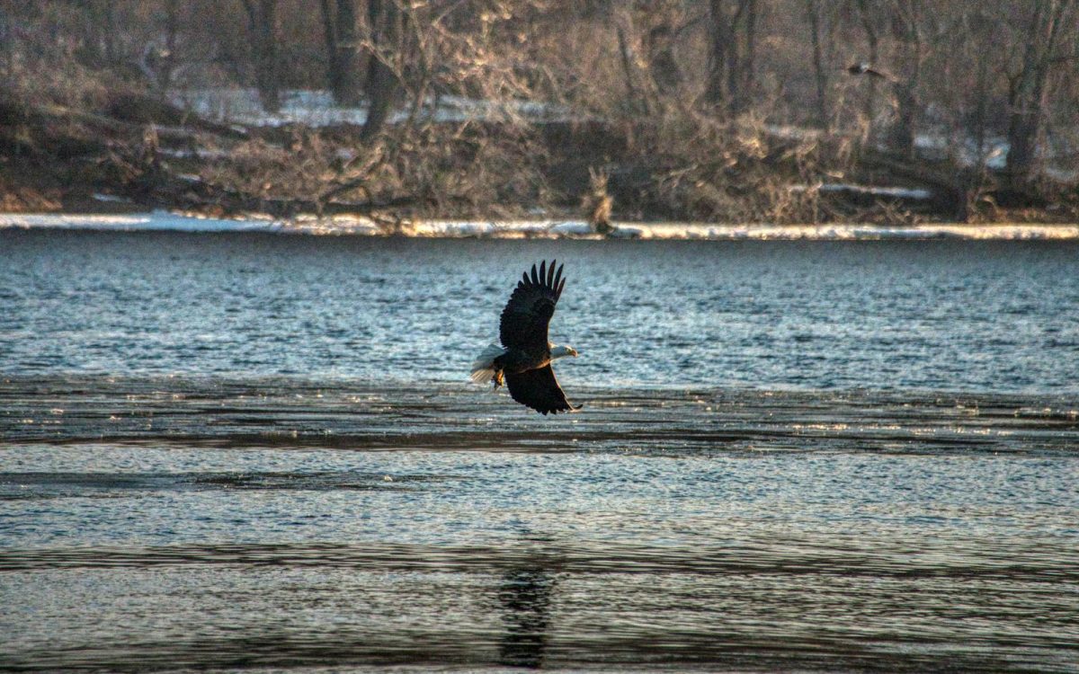 5 Conservation Success Stories That Prove Recovery Is Possible