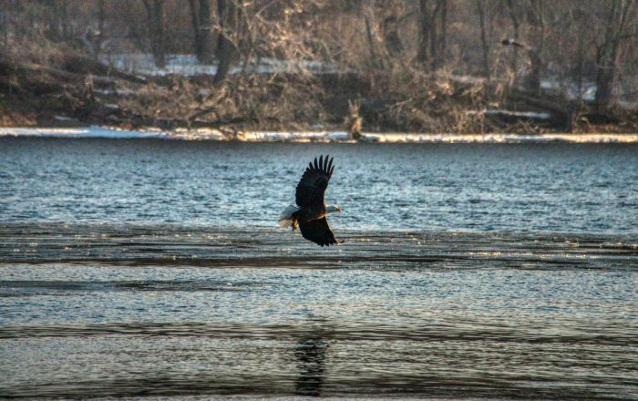 5 Conservation Success Stories That Prove Recovery Is Possible