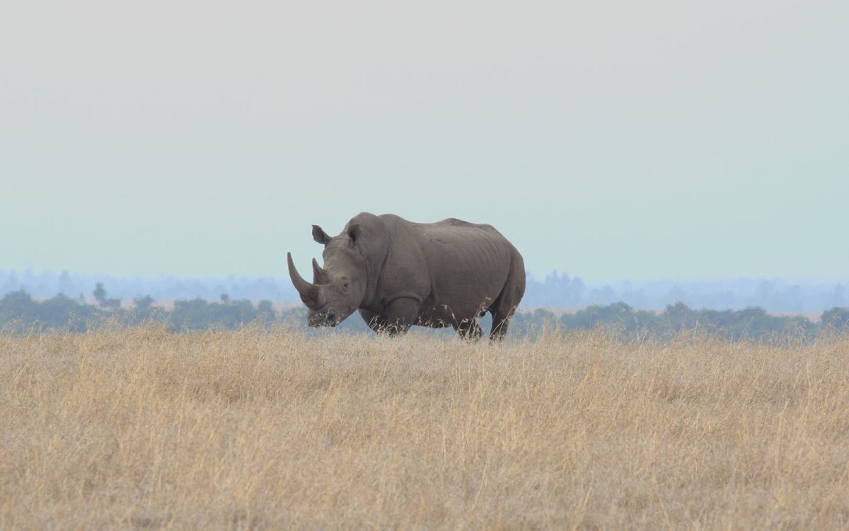 Endangered, Threatened, Extinct: What the Labels Really Mean