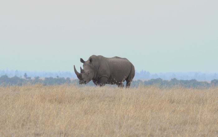 Endangered, Threatened, Extinct: What the Labels Really Mean