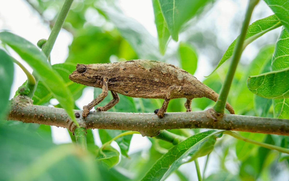 How Animals Adapt to Survive: Camouflage, Hibernation, and More