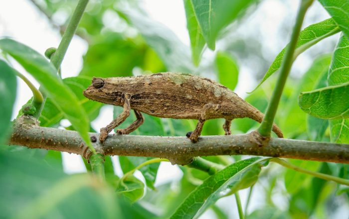 How Animals Adapt to Survive: Camouflage, Hibernation, and More