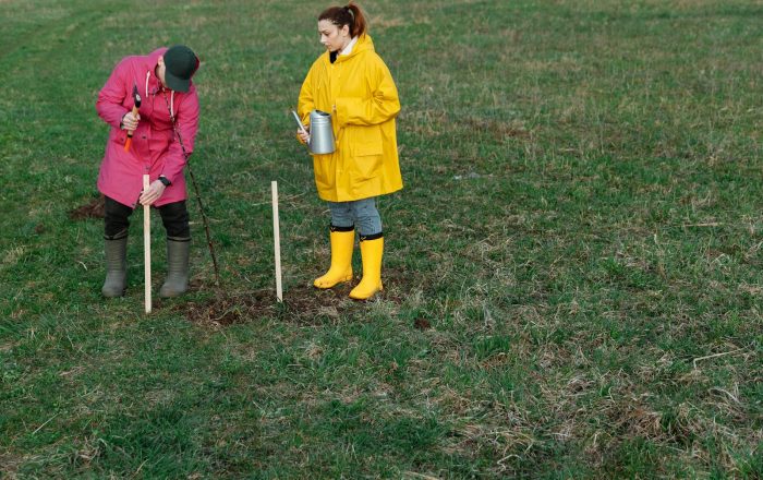 How Reforestation Works, and Why Planting Trees Is Not Always Enough
