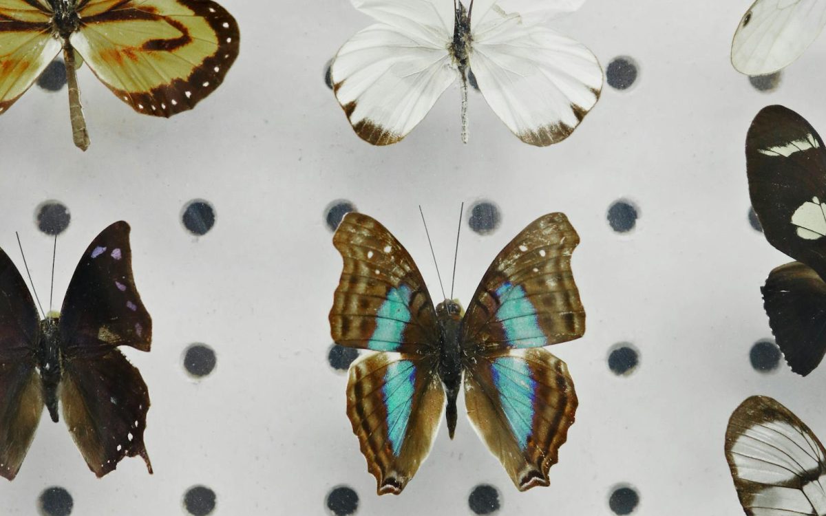 How Scientists Classify Animals, in Plain English
