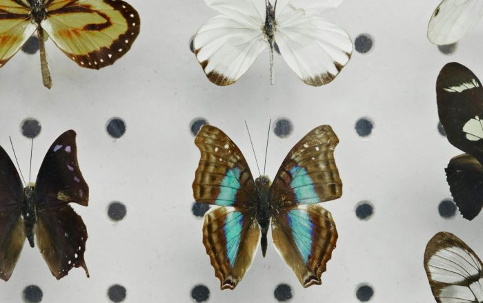 How Scientists Classify Animals, in Plain English