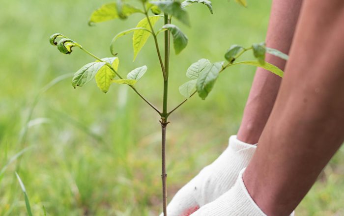 What Is Conservation? A Clear Beginner’s Guide