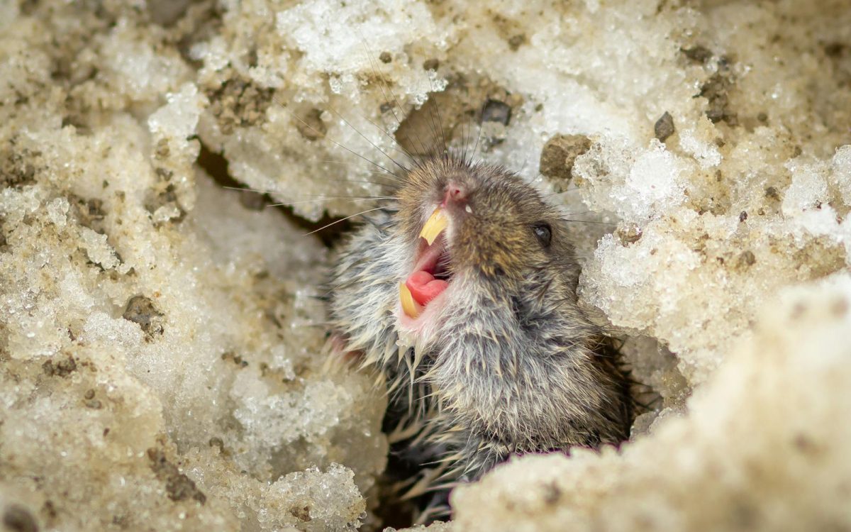 Do Lemmings Really Jump Off Cliffs? The Truth
