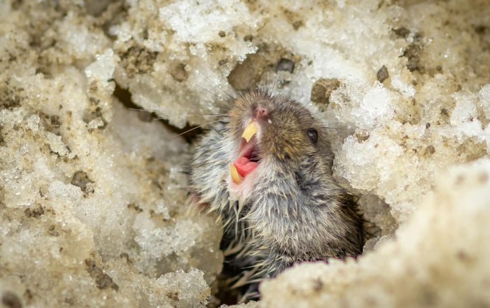 Do Lemmings Really Jump Off Cliffs? The Truth